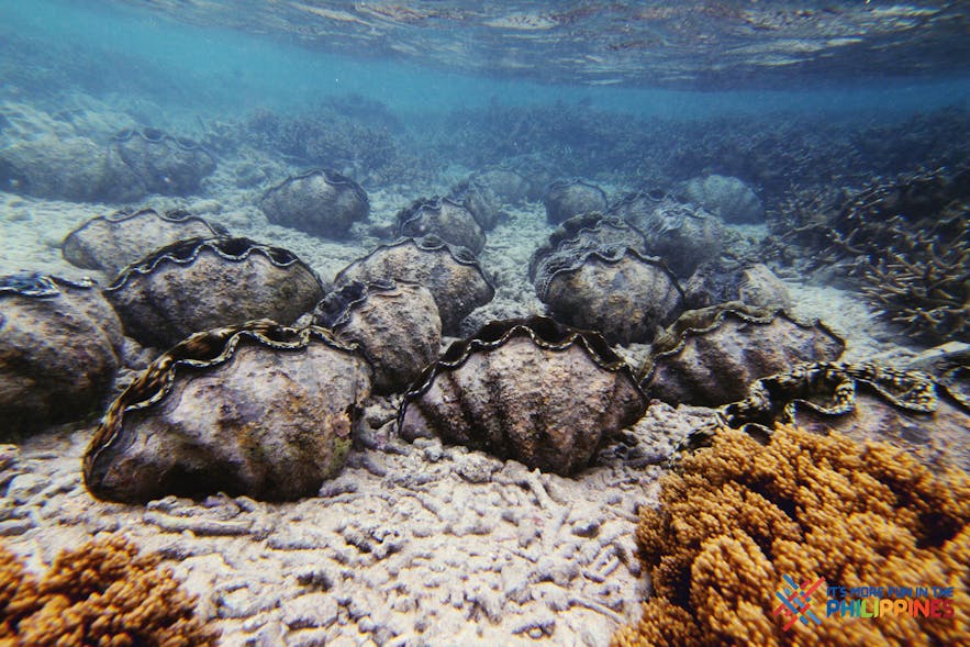 Giant clams in Camiguin