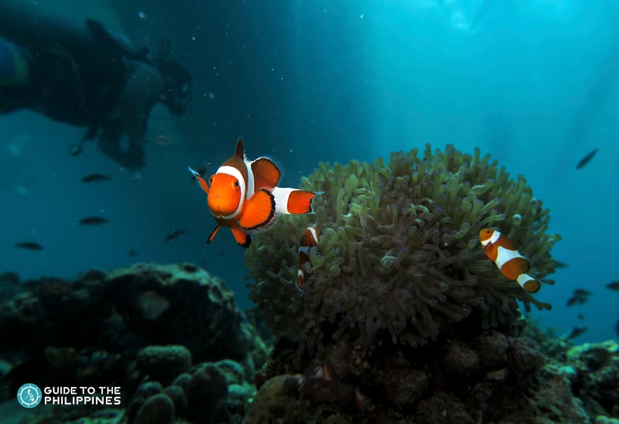 Diver swimming by clown fish in Samal Island