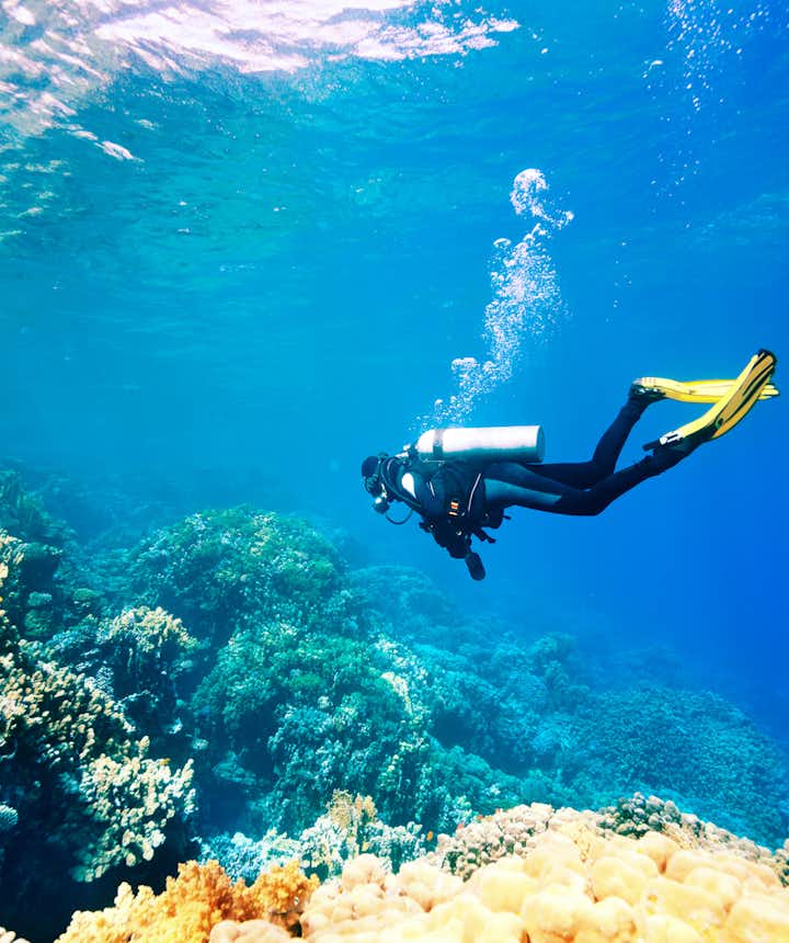 Scuba diver in a coral reef