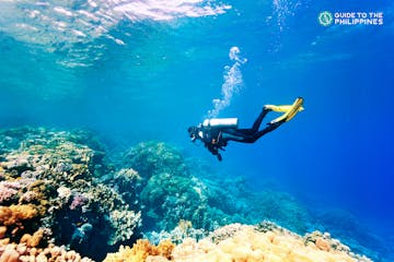 TopBanner_Scuba diver in a coral reef.jpg