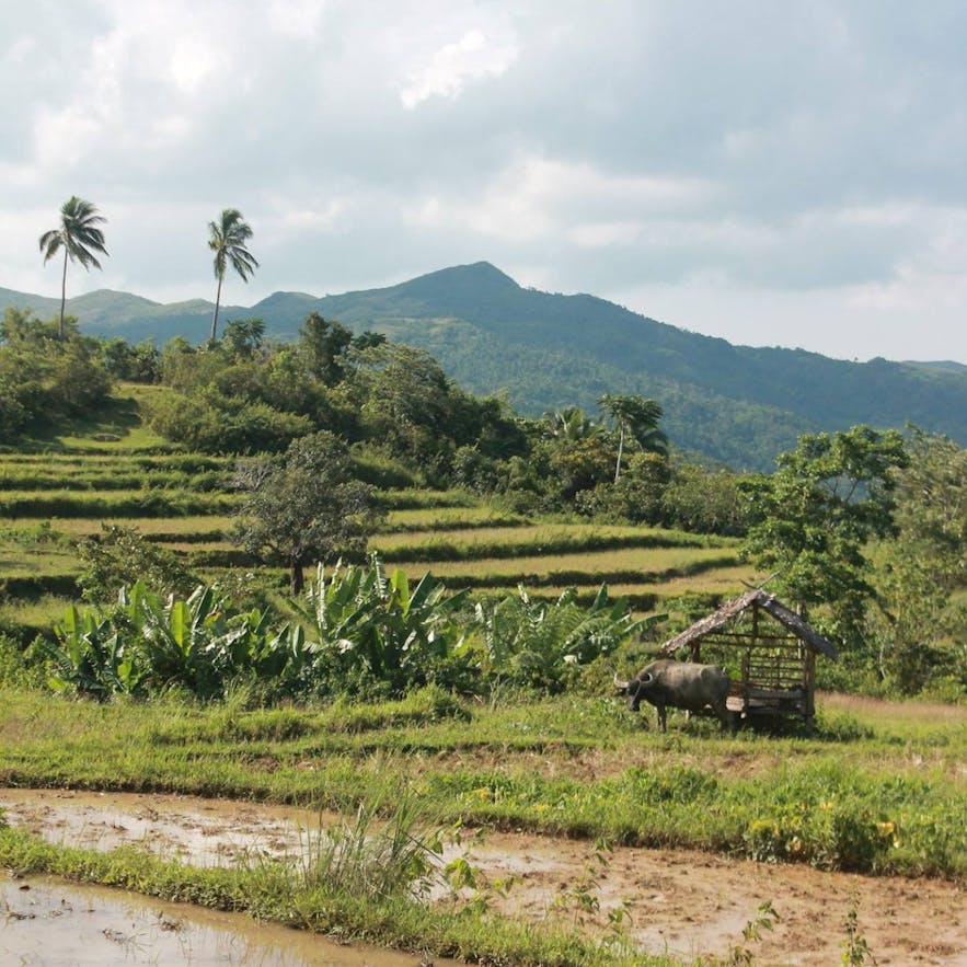 Rice terraces in the Marinduque Wildlife Sanctuary