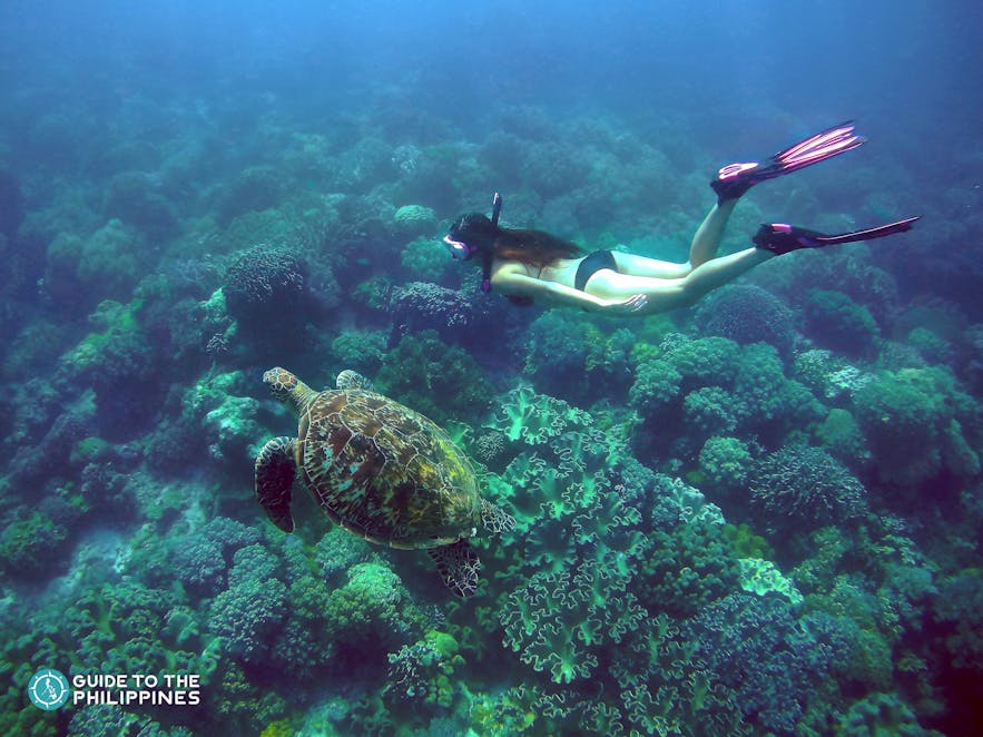 Woman swimming by a sea turte in Apo Island, Dumaguete