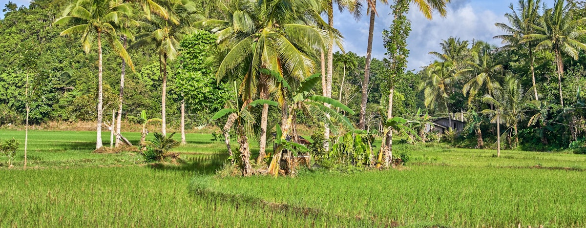 Bohol Anda & Candijay Private Tour to Falls, Rice Terraces, Beach ...