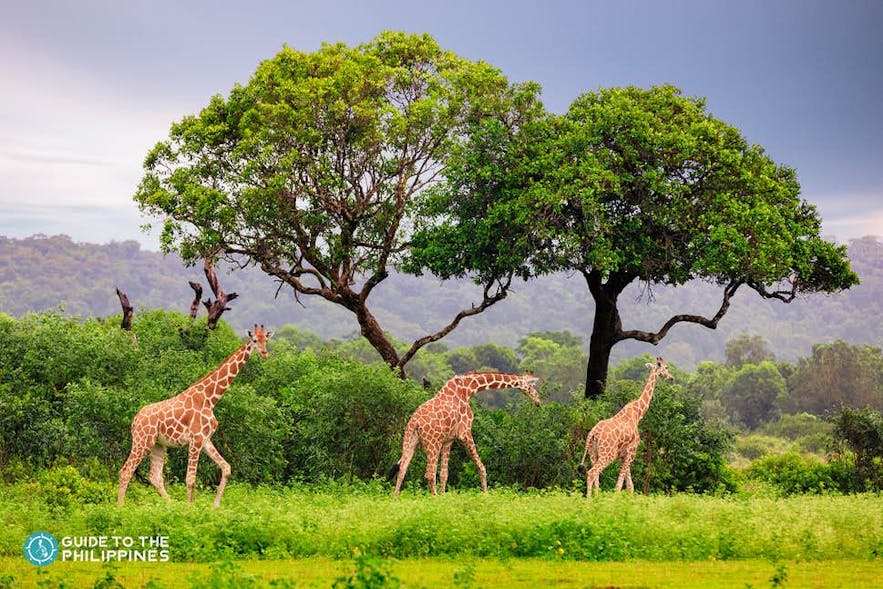 Giraffes in Calauit Safari Park
