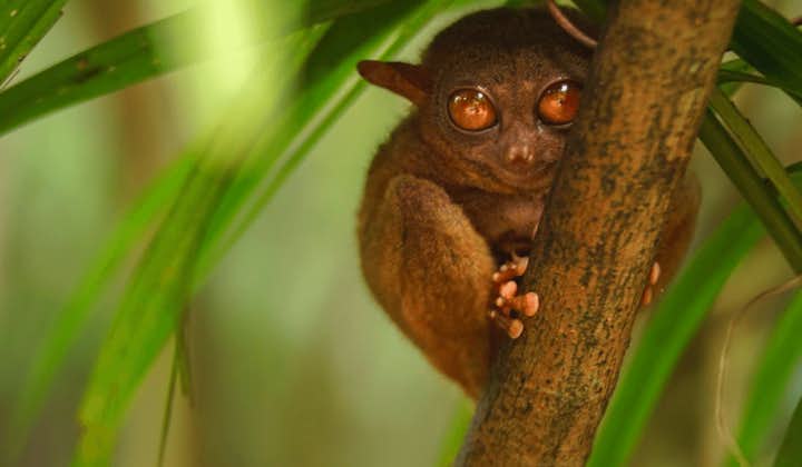 Get to see Tarsier up close in this vitual tour