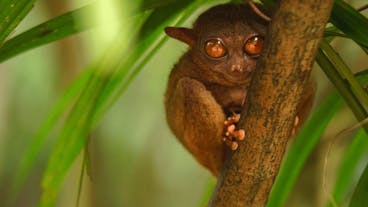 Get to see Tarsier up close in this vitual tour