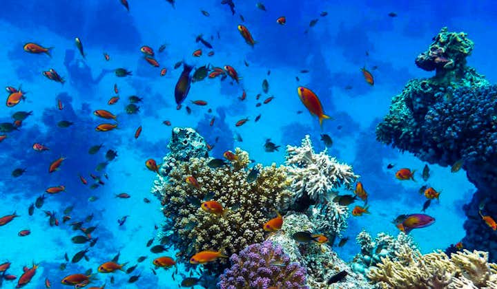 Go snorkeling and see these colorful corals and fishes in Puerto Galera