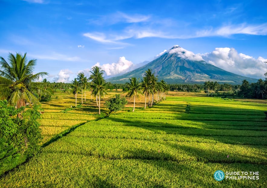 Rice fields near Mayon Volcano