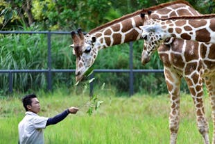 Feed the Giraffes at Cebu Safari and Adventure Park