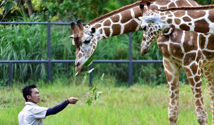 Feed the Giraffes at Cebu Safari and Adventure Park