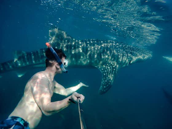 Swim with the Whalesharks of Oslob