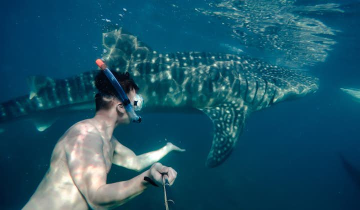 Swim with the Whalesharks of Oslob