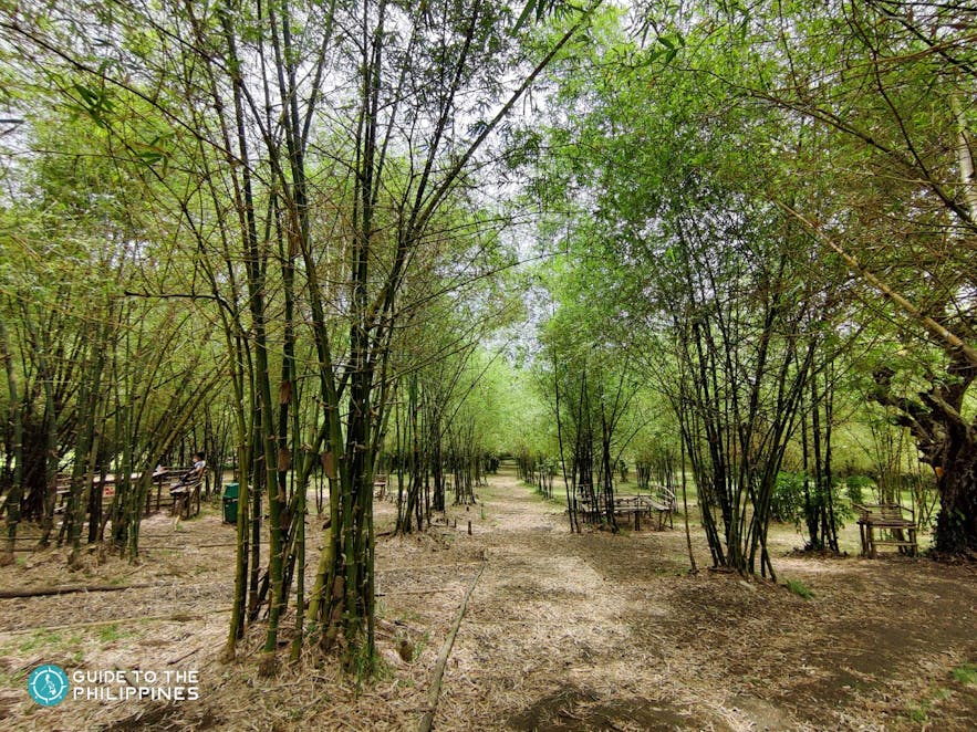 Kawa-kawa Hill and Natural Park's bamboo forest