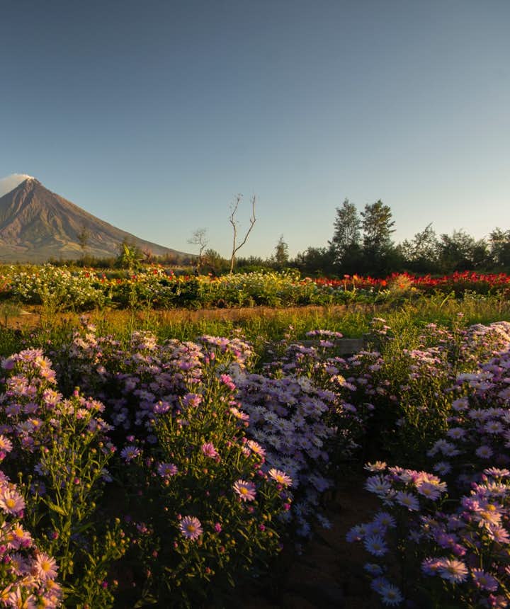 View of Mayon Volcano from a nearby field