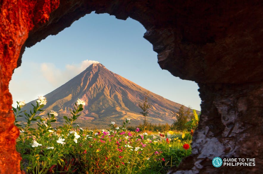 Mayon Volcano and a field of flowers