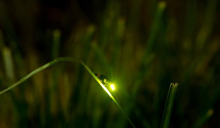 Firefly light show in Bohol