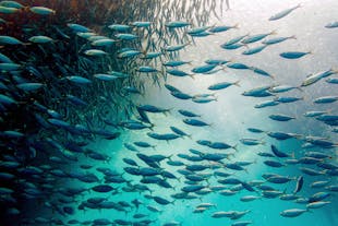 School of sardines in Napaling