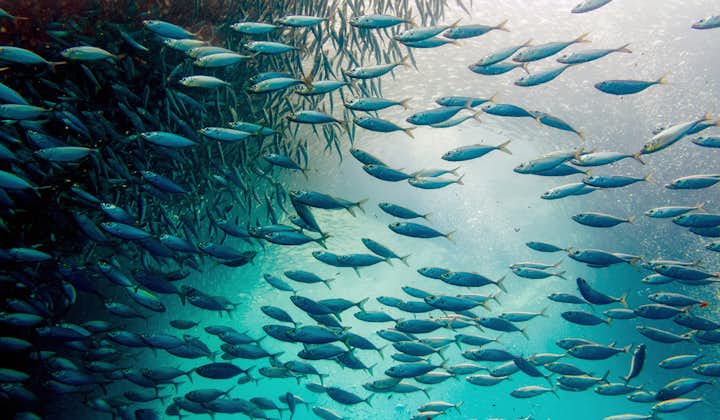 School of sardines in Napaling