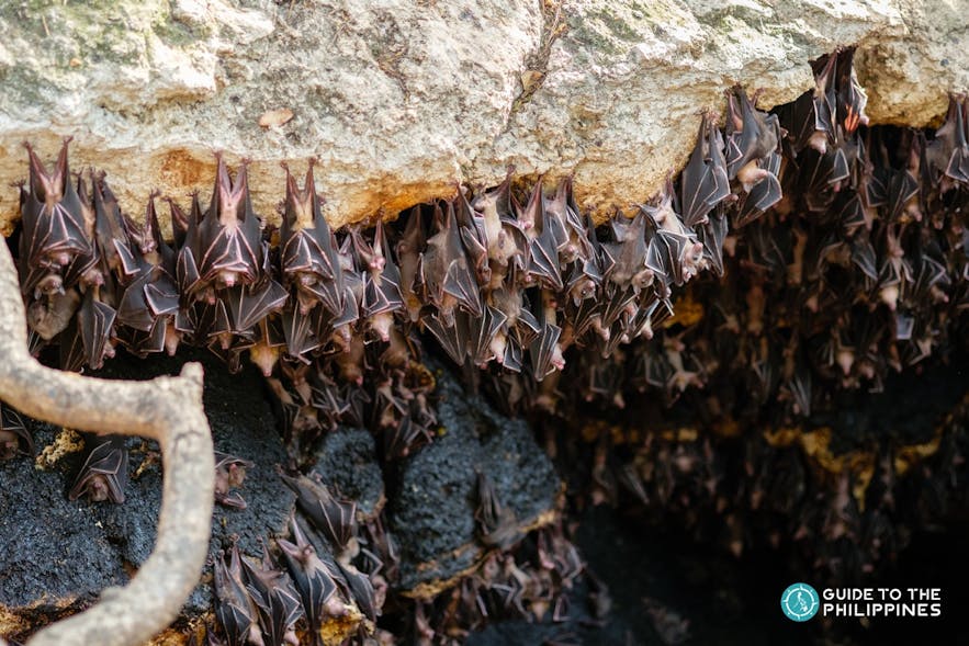 Monfort Bat Sanctuary