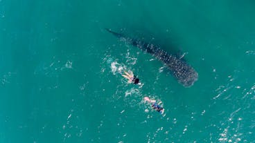 Guests snorkeling with Whale Sharks in Cebu