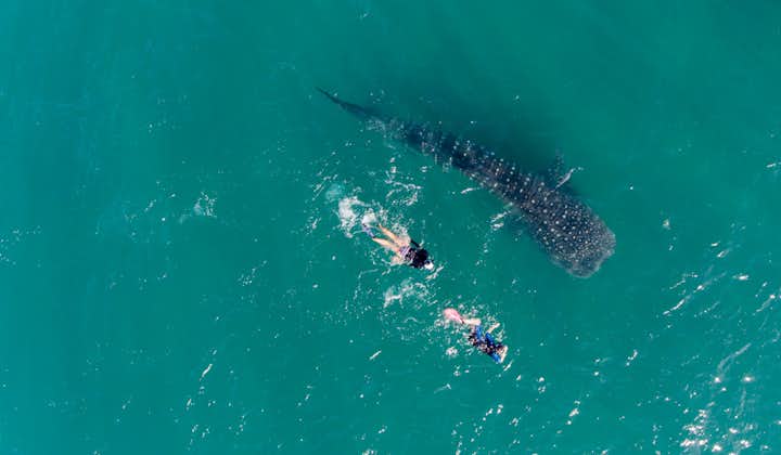 Guests snorkeling with Whale Sharks in Cebu