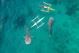 Swim with the Whale Sharks of Oslob