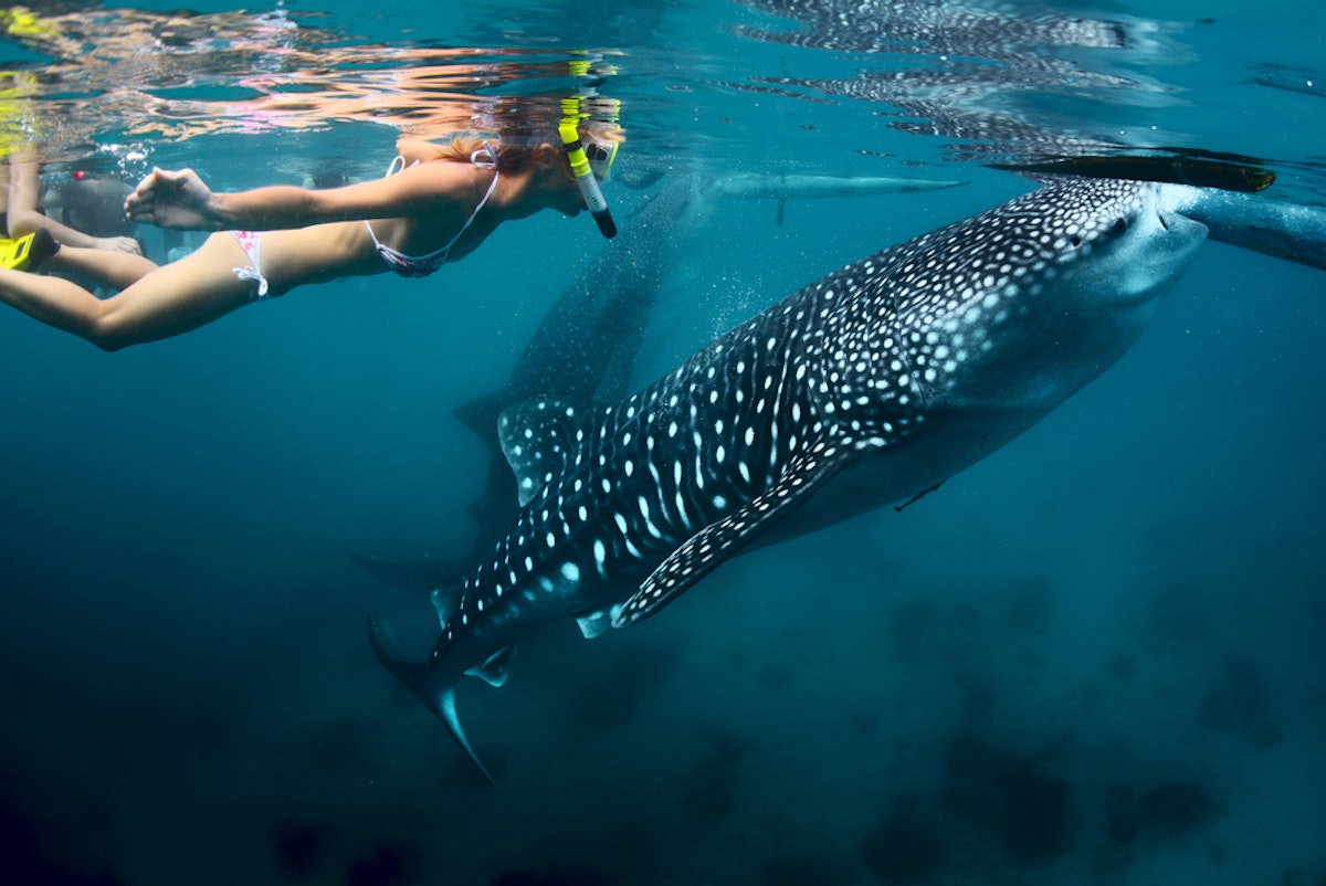 Cebu Oslob Whale Shark Watching Sumilon Sandbar And Tumalog Falls Private Tour With Lunch