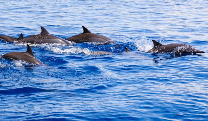 Watch dolphins jump and swim around Pamilacan Island