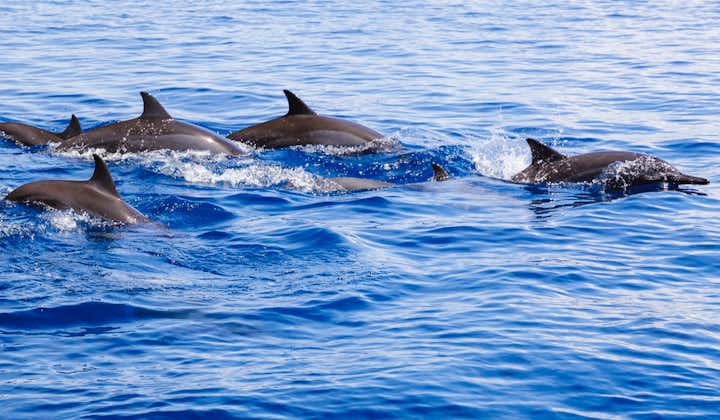 Watch dolphins jump and swim around Pamilacan Island