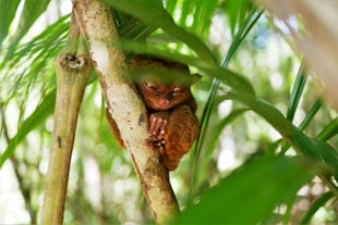 Admire the Tarsiers at the Tarsier Conservation Area