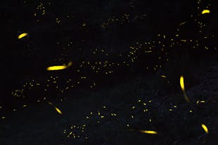 Private firefly cruise in Bohol