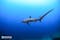 A Thresher Shark diving in Monad Shoal