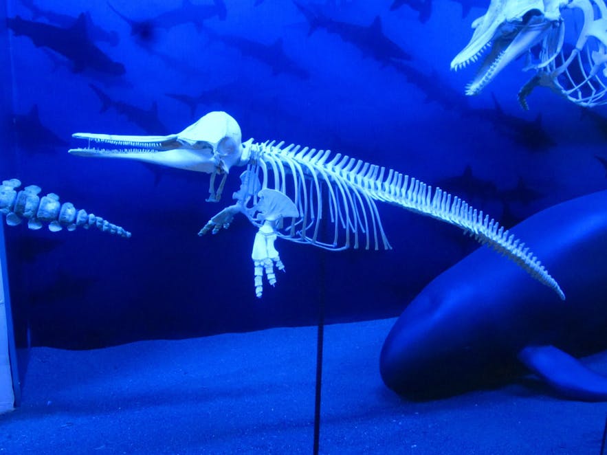 Dolphin skeleton in D’Bone Collector Museum