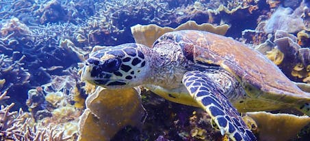 Rich marine life of Coron, Palawan with Skylodge
