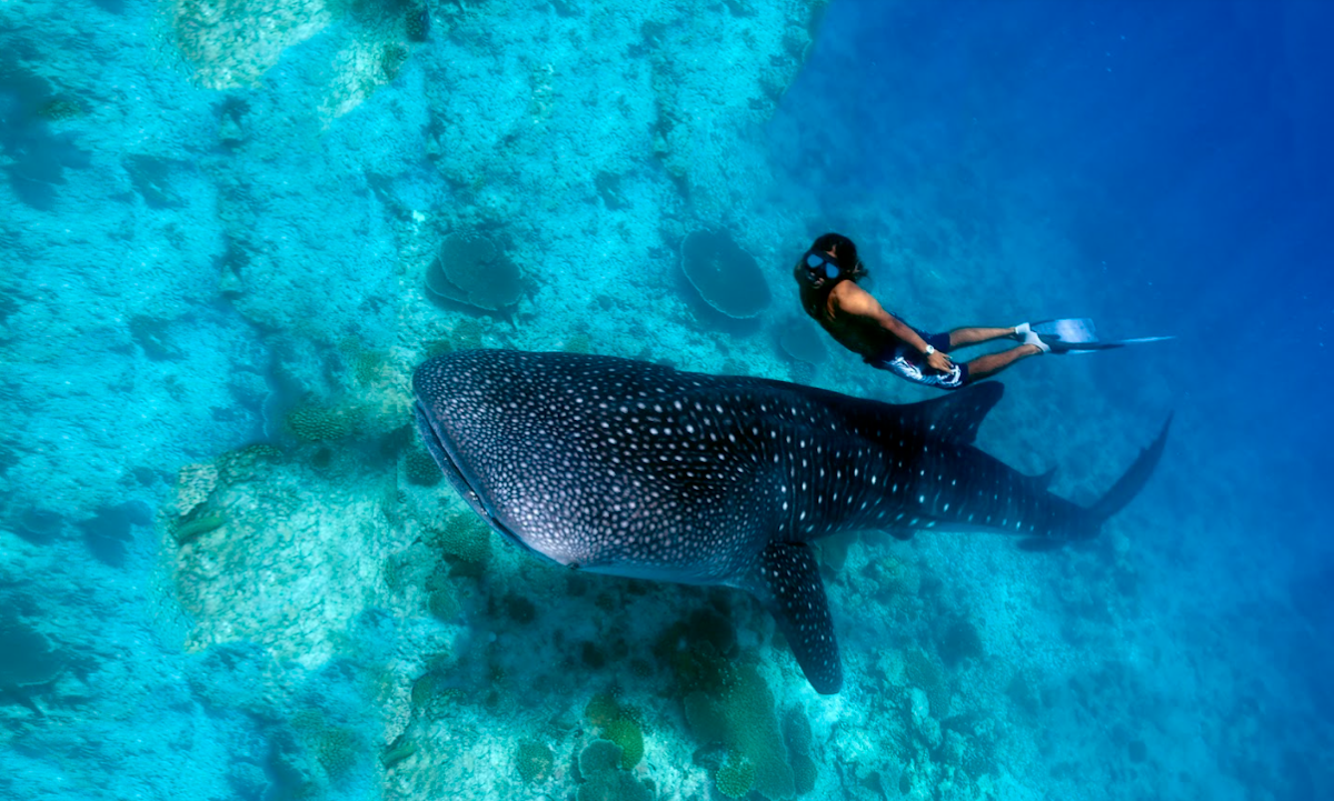 South Cebu Whale Shark Watching, Canyoneering & Sumilon Island Private