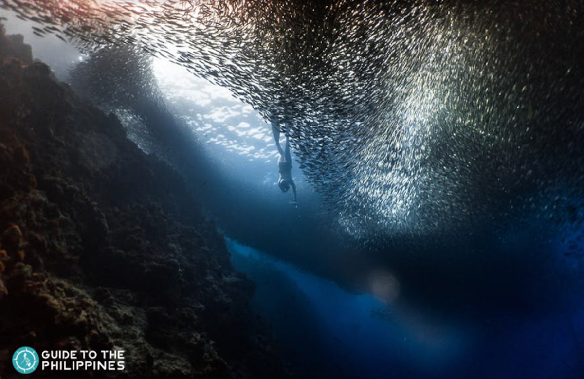 Cebu Moalboal Sardine Run, Mantayupan Falls & Basdaku White Beach ...