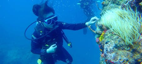 Solo Diving in Coron Bay and World War 2 Shipwrecks with Skylodge Dive Shop