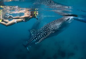 Swim with the Whalesharks at Oslob, Cebu