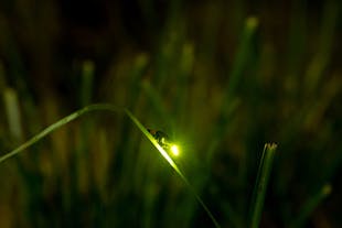 Fireflies in Bohol Island