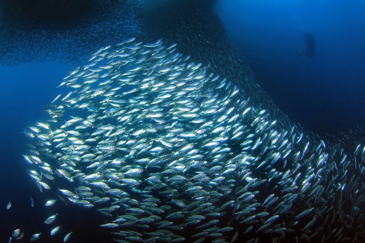 Bohol Napaling Sardine Run Private Snorkeling Tour with Transfers from ...