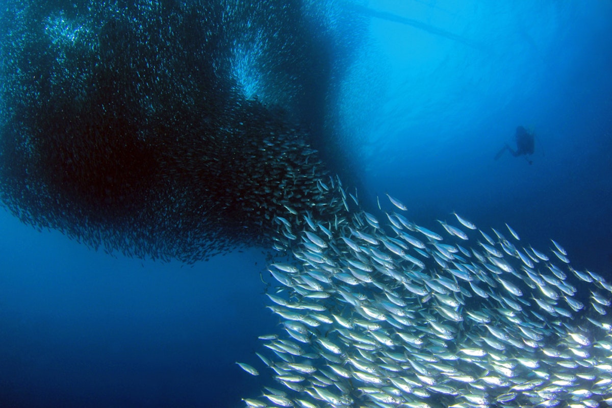 Bohol Napaling Sardine Run Private Snorkeling Tour with Transfers from ...