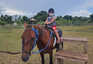 Ride horses in Bohol