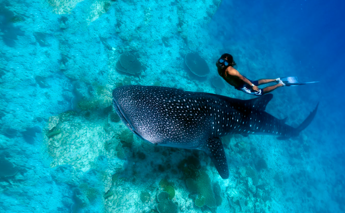 Cebu Oslob Whale Shark Watching & Kawasan Canyoneering Tour with Safety