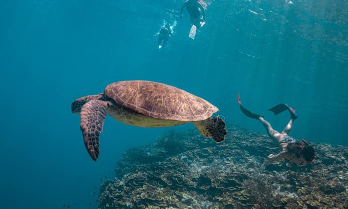 Bring your underwater cameras and swim with sea turtles