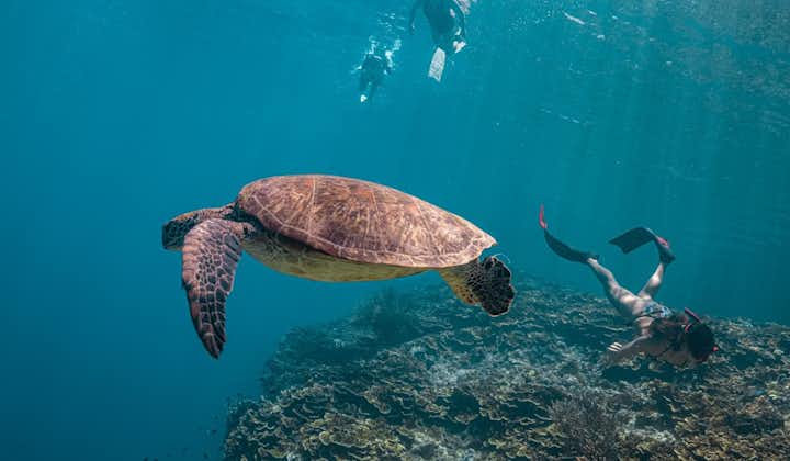 Bring your underwater cameras and swim with sea turtles