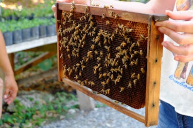 Harvesting honey at Bohol Bee Farm