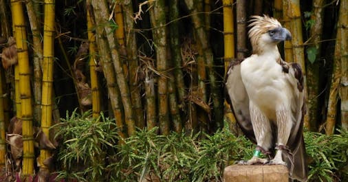 Have a sight at the conserved famous Philippine Eagle at Philippine Eagle Center Davao
