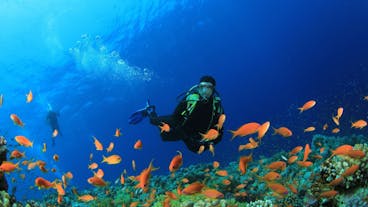 Bohol Panglao Beginner-Friendly Scuba Diving Tour with Equipment, Instructor, Snacks & Pick-up