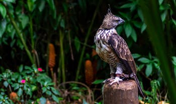 Explore Philippine Eagle Center in Davao