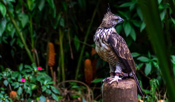 Explore Philippine Eagle Center in Davao
